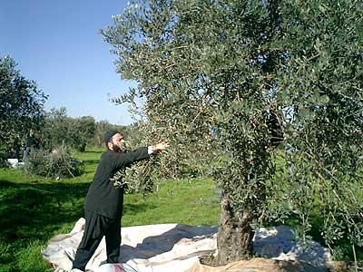 olivetree_001