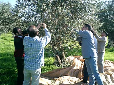 olivetree_001